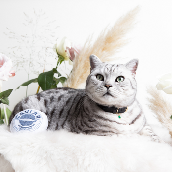 Cheshire & Wain - Luxury Cat Accessories for Fabulous Felines
