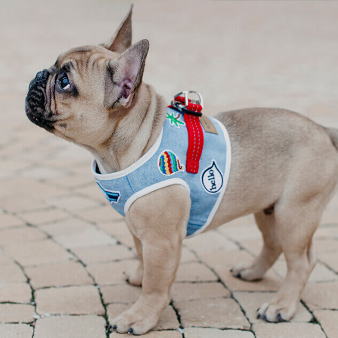 Amazon.com : Puppytie No Pull xs Dog Harness with Multifunction Dog Leash,Soft  Adjustable No Choke Escape Proof Pet Harness Vest,Denim Gray,XXS : Pet  Supplies